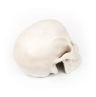 Silikonová lebka na cvičení - Silicone skull